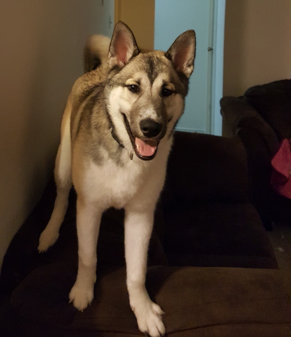 Zizhu. Husky/German Shepherd mix dog for adoption. Toronto GTA, Durham Region