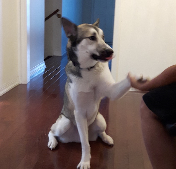 Zizhu. Husky/German Shepherd mix dog for adoption. Toronto GTA, Durham Region