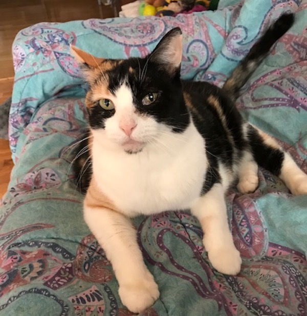 Gracie. Affectionate Female Cat for adoption. Toronto GTA Durham Region