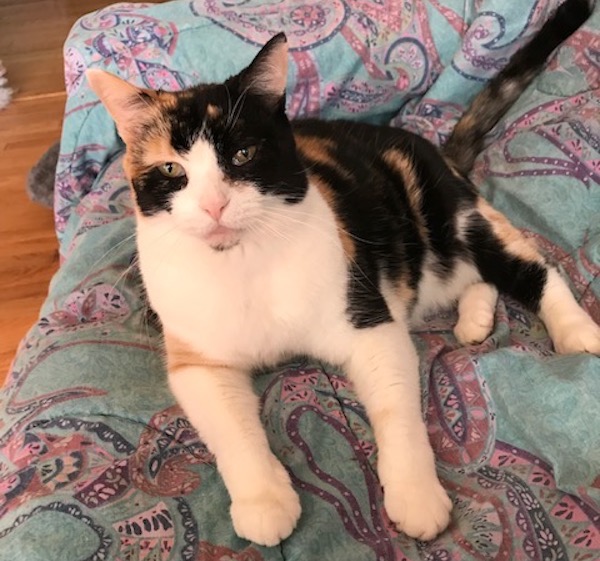 Gracie. Affectionate Female Cat for adoption. Toronto GTA Durham Region