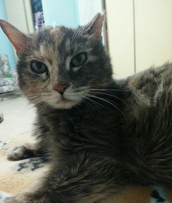 Mimosa, declawed cat, for adoption. Toronto Durham Region GTA