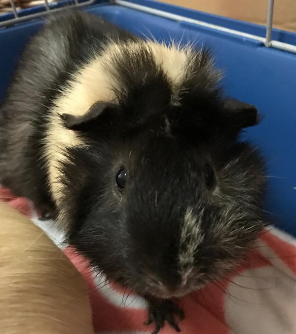 Dash. Guinea Pig for adoption. Toronto Durham GTA