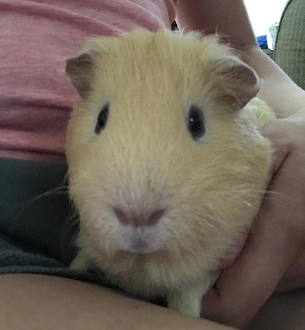 Jack Jack. Guinea Pig for adoption. Toronto Durham GTA