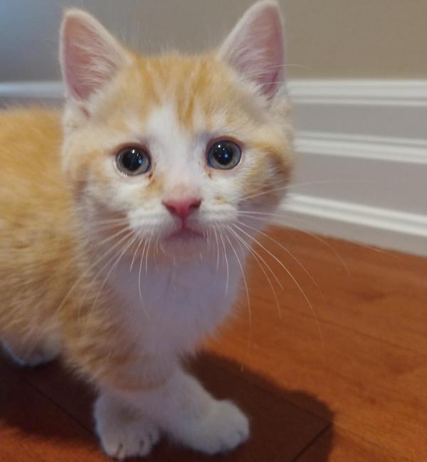 Fred. Kitten for adoption. Toronto Durham GTA