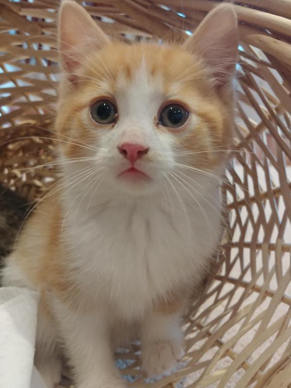 George. rescue kitten for adoption Toronto Durham GTA