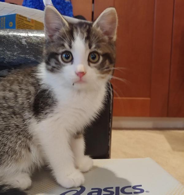 Harry. Kitten for adoption. Toronto Durham Region GTA