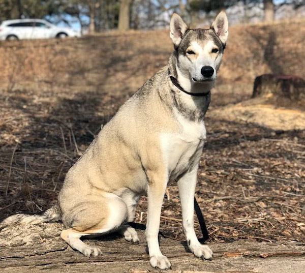 Wylie. Husky Mix Dog For adoption. Toronto, Durham, GTA