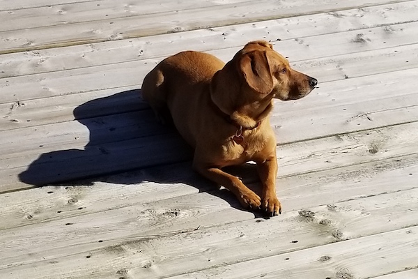 Frankie. dog for adoption, toronto gta durham region