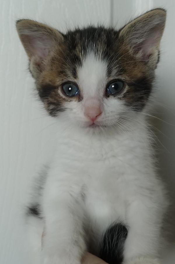 Blossom. Rescue kitten for adoption. Durham Region, Toronto GTA