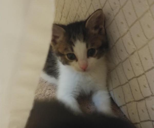 Blossom. Rescue kitten for adoption. Durham Region, Toronto GTA