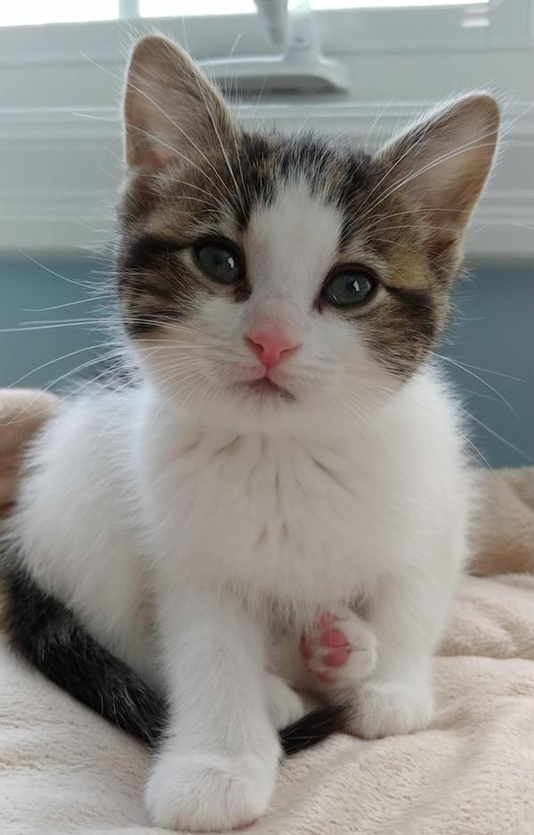 Blossom, kitten for adoption. Toronto GTA, Durham Region