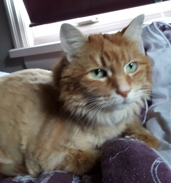 Cookie. Cat for adoption. sweet. Durham Region, Toronto GTA