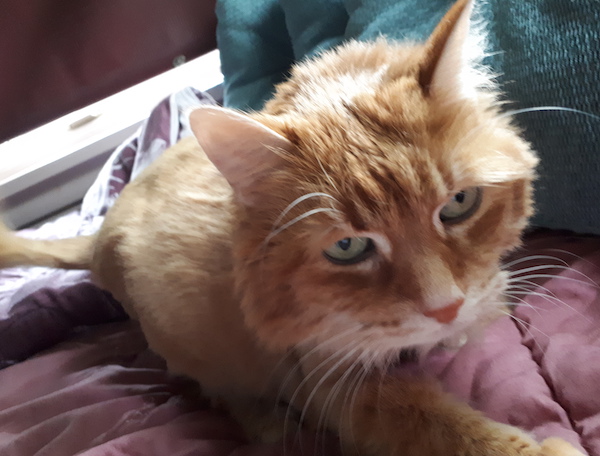 Cookie. Cat for adoption. sweet. Durham Region, Toronto GTA