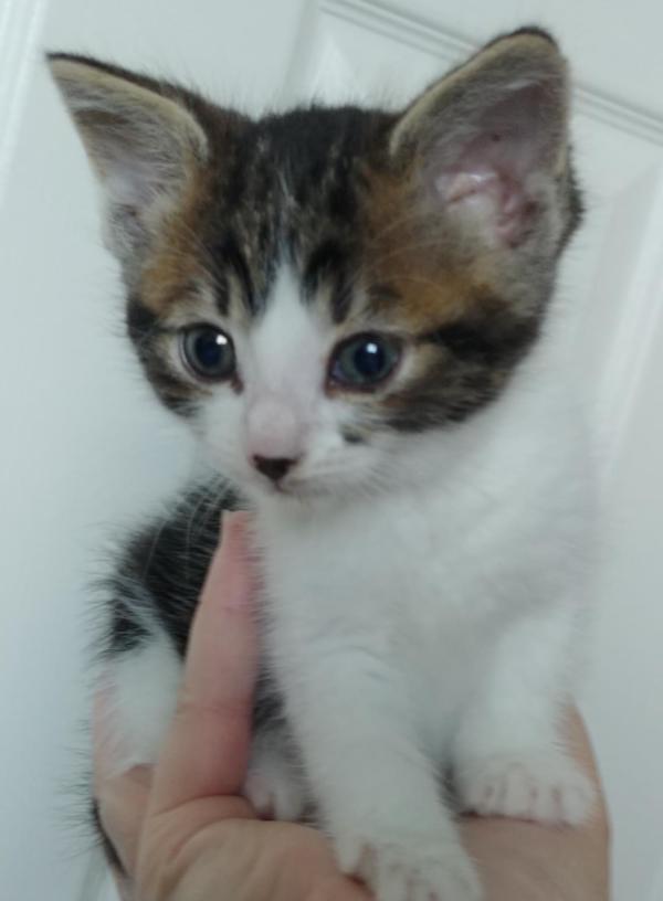 Leaf. Rescue kitten for adoption. Durham Region, Toronto GTA