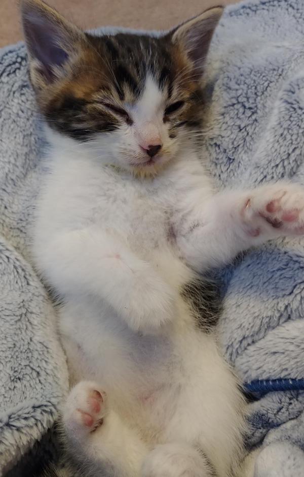 Leaf. Rescue kitten for adoption. Durham Region, Toronto GTA