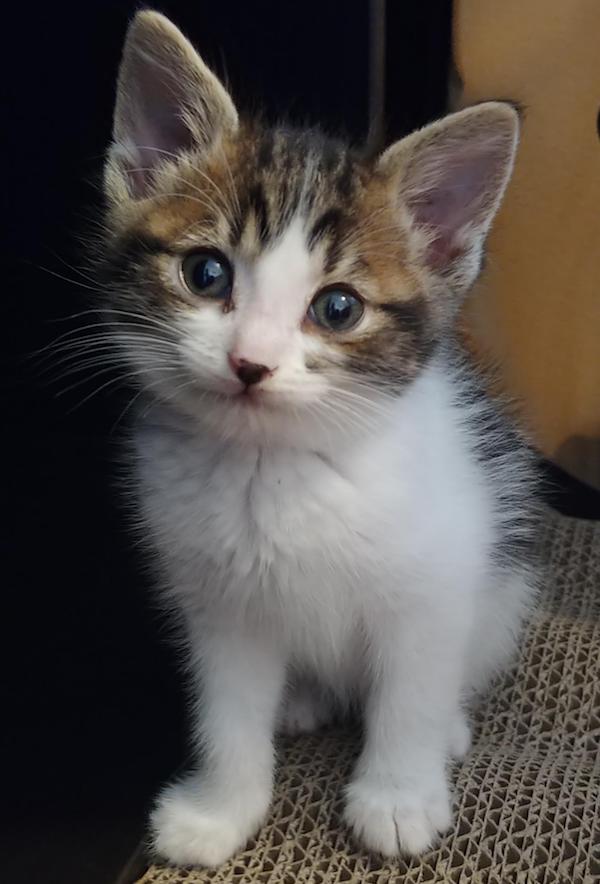 Leaf. Rescue kitten for adoption. Durham Region, Toronto GTA