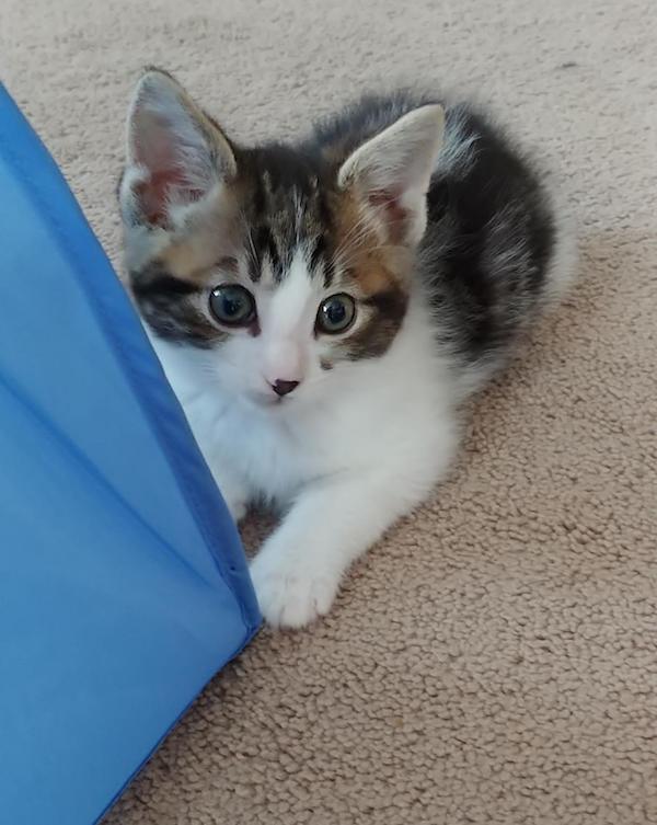 Leaf. Six week old kitten for adoption.