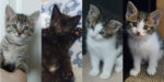 The Nature Kittens. Four Rescue Kittens – UPDATE 