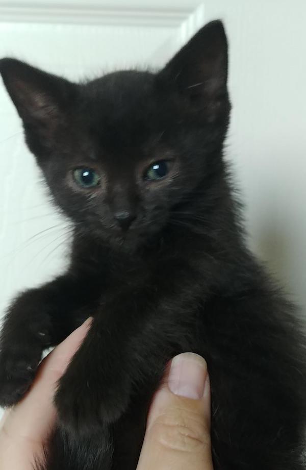 Snap Dragon. Rescue kitten for adoption. Durham Region, Toronto GTA