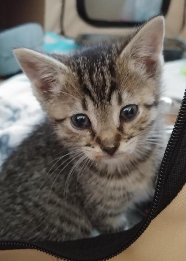 Tiger Lily. Rescue kitten for adoption. Durham Region, Toronto GTA