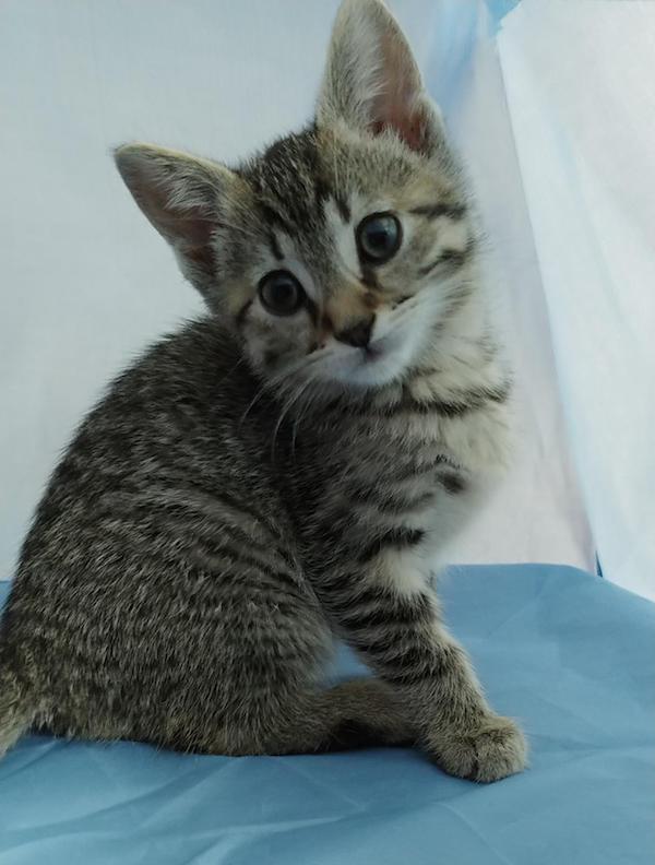 Tiger Lily. female kitten for adoption, six weeks of age