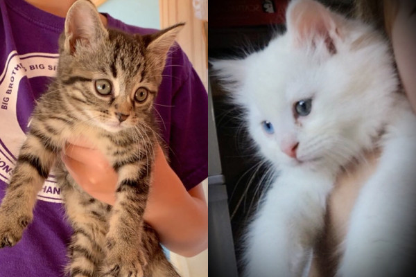 Kiwi And Daisy. Kittens Abandoned In A Box Need Loving Homes | Oasis