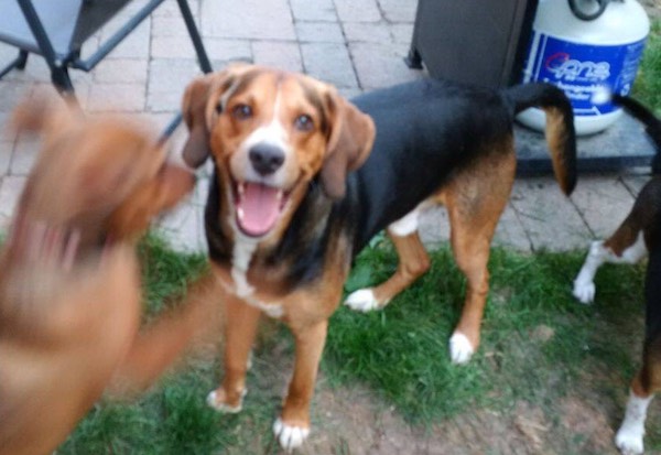 Tig. Fox Hound for adoption. Toronto, Durham GTA