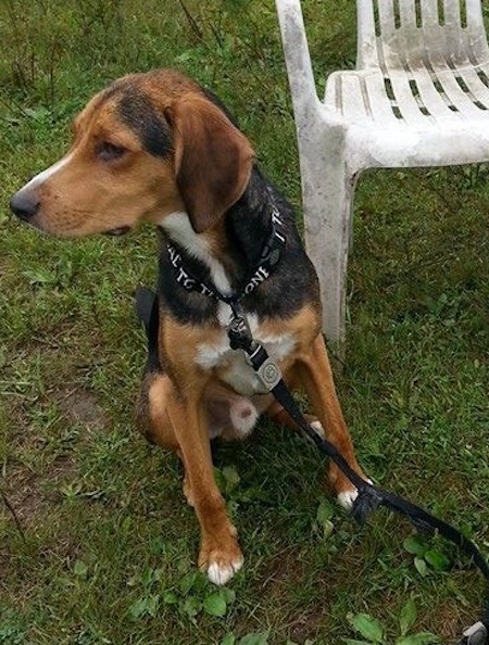 Tig. Fox Hound for adoption. Toronto, Durham GTA