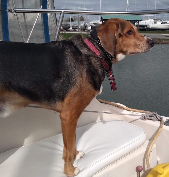 Tig. Fox Hound for adoption. Toronto, Durham GTA