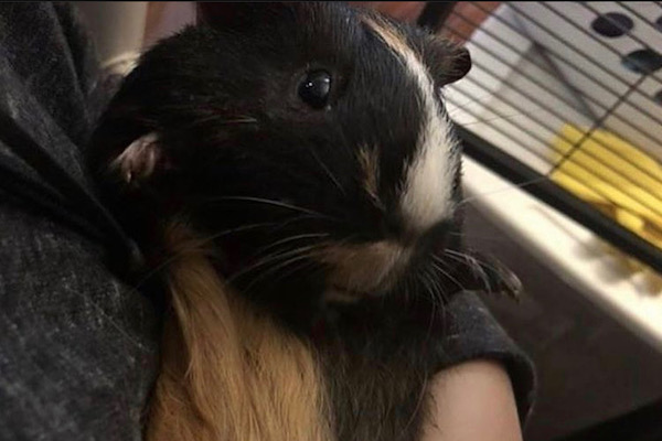 Monica. Guinea Pig for adoption, new home required