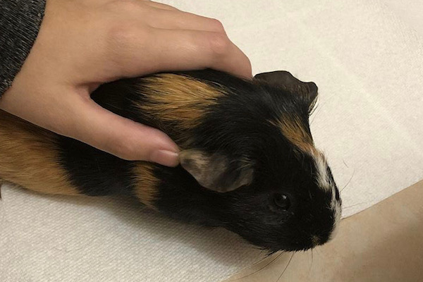 Monica. Guinea Pig for adoption, new home required