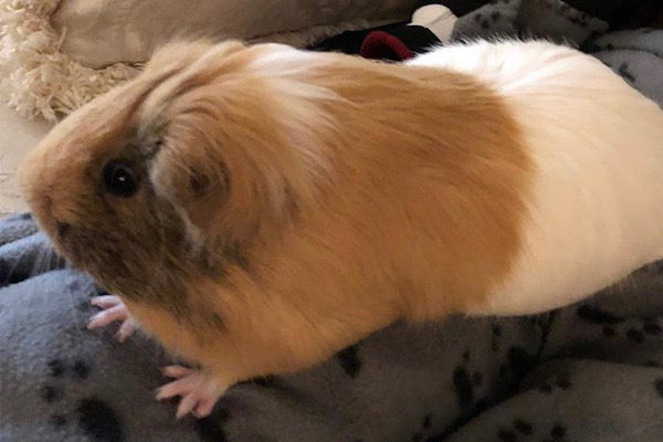 Phoebe. Guinea Pig for adoption