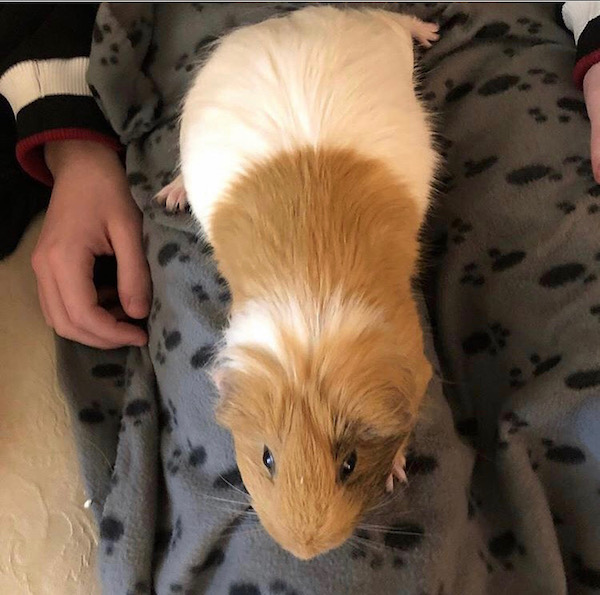 Phoebe. Guinea Pig for adoption