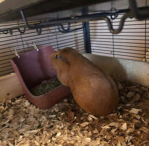 Rachel. Guinea Pig needs new home