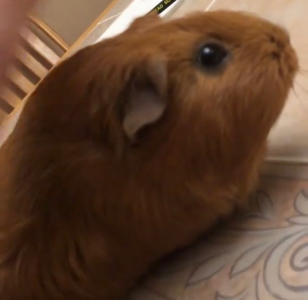 Rachel. Guinea Pig needs new home