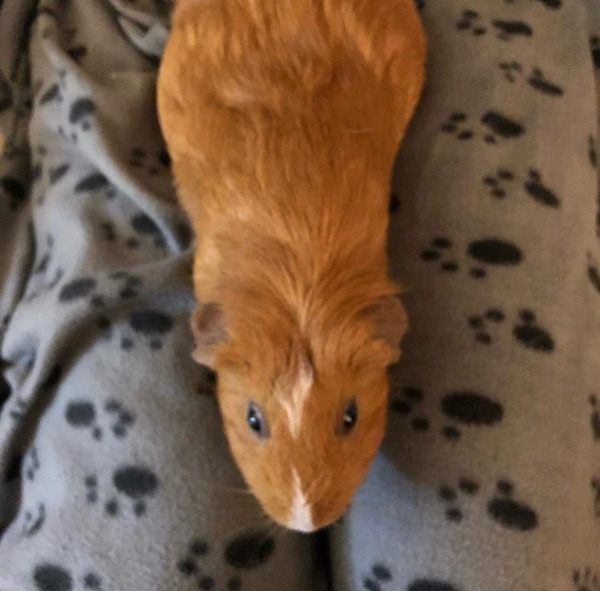 Rachel. Guinea Pig needs new home