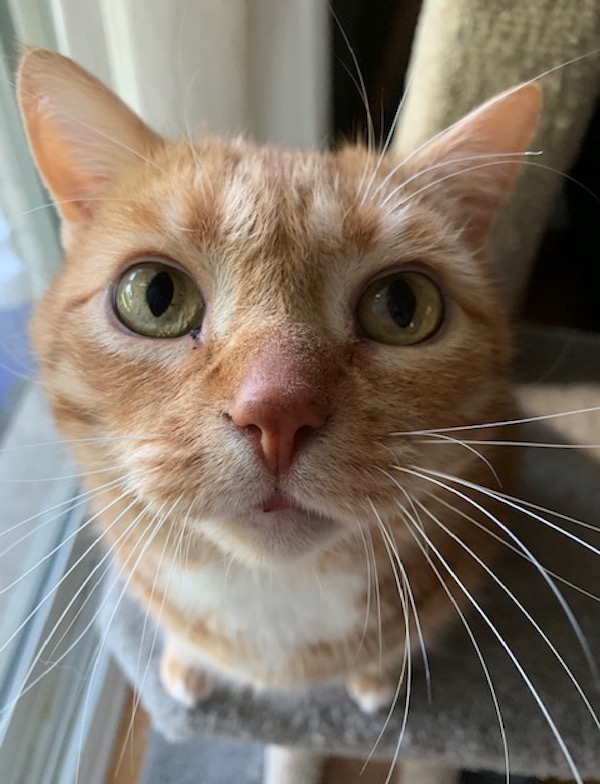 Theodore. Cat for adoption. orange tabby. Toronto, Durham, GTA