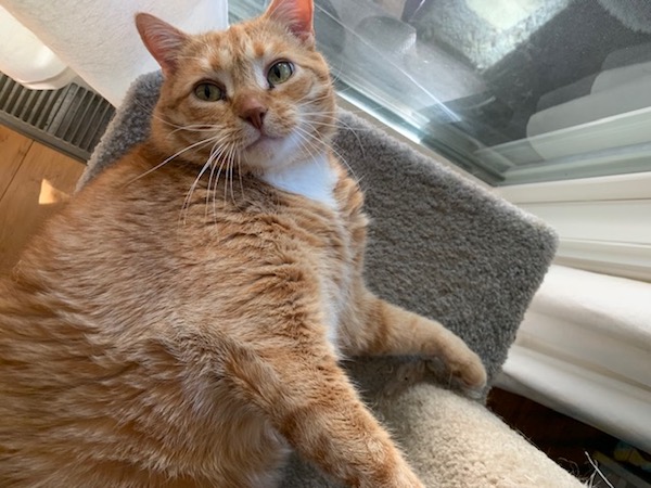 Theodore. Cat for adoption. orange tabby. Toronto, Durham, GTA