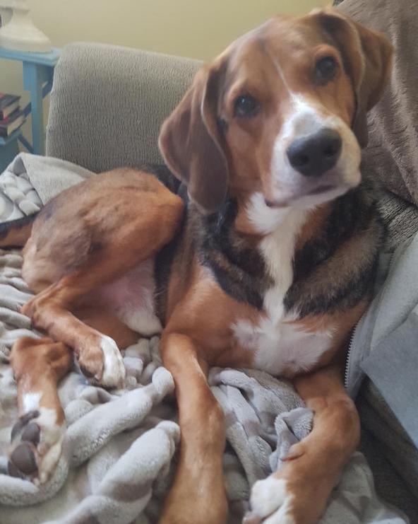 Tig. dog for adoption. Toronto Durham Region GTA