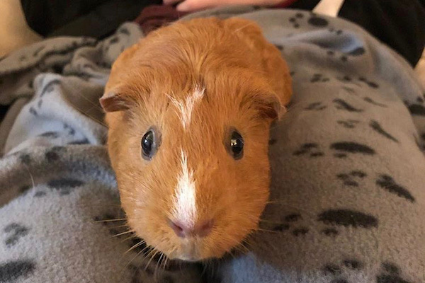 Rachel. Guinea Pig needs new home