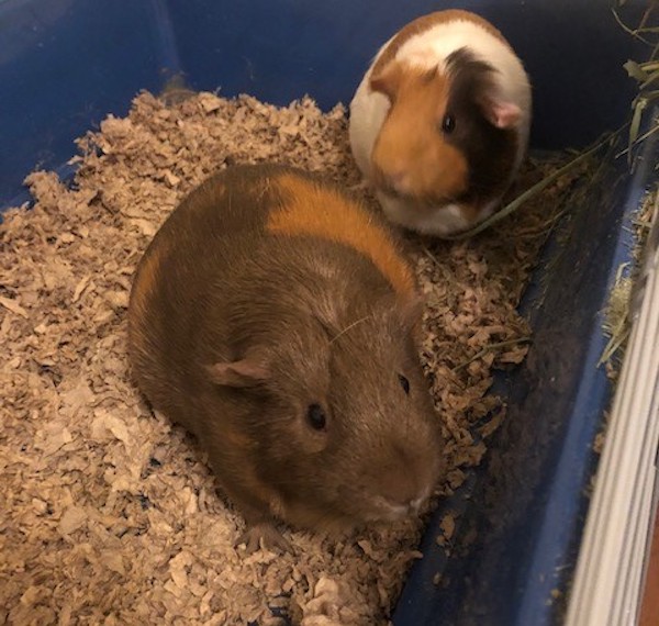 Lucy and Zoe. Guinea Pigs For Adoption. Toronto, Durham, GTA