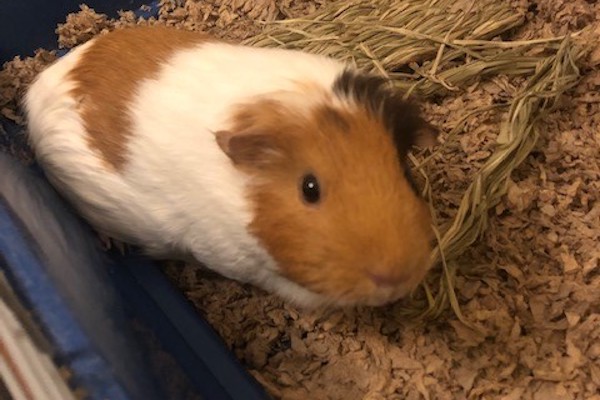 Lucy. Guinea Pig for adoption. Toronto GTA