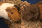 Lucy And Zoey. Cute And Cuddly Guinea Pig Duo Find ..