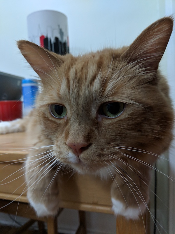 Kieran. Cat for adoption. Durham Region, Toronto, GTA