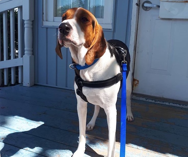 Buddy. Handsome, Young Dog Finds Ideal, Laid-Back New Home | Oasis