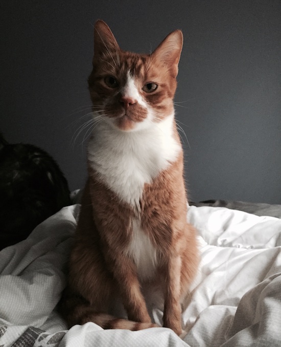 Jackson. Male, cat for adoption, Toronto GTA Durham