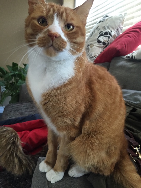 Jackson. Male, cat for adoption, Toronto GTA Durham