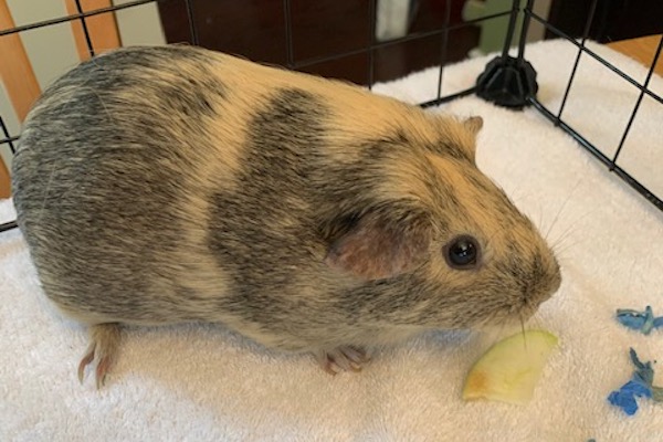 Cinnamon and Honey. Guinea Pigs for adoption