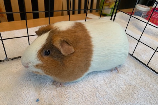 Cinnamon and Honey. Guinea Pigs for adoption