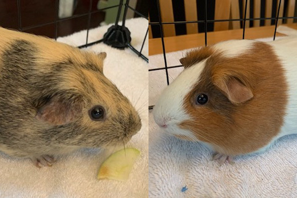 Cinnamon and Honey. Guinea Pigs for adoption